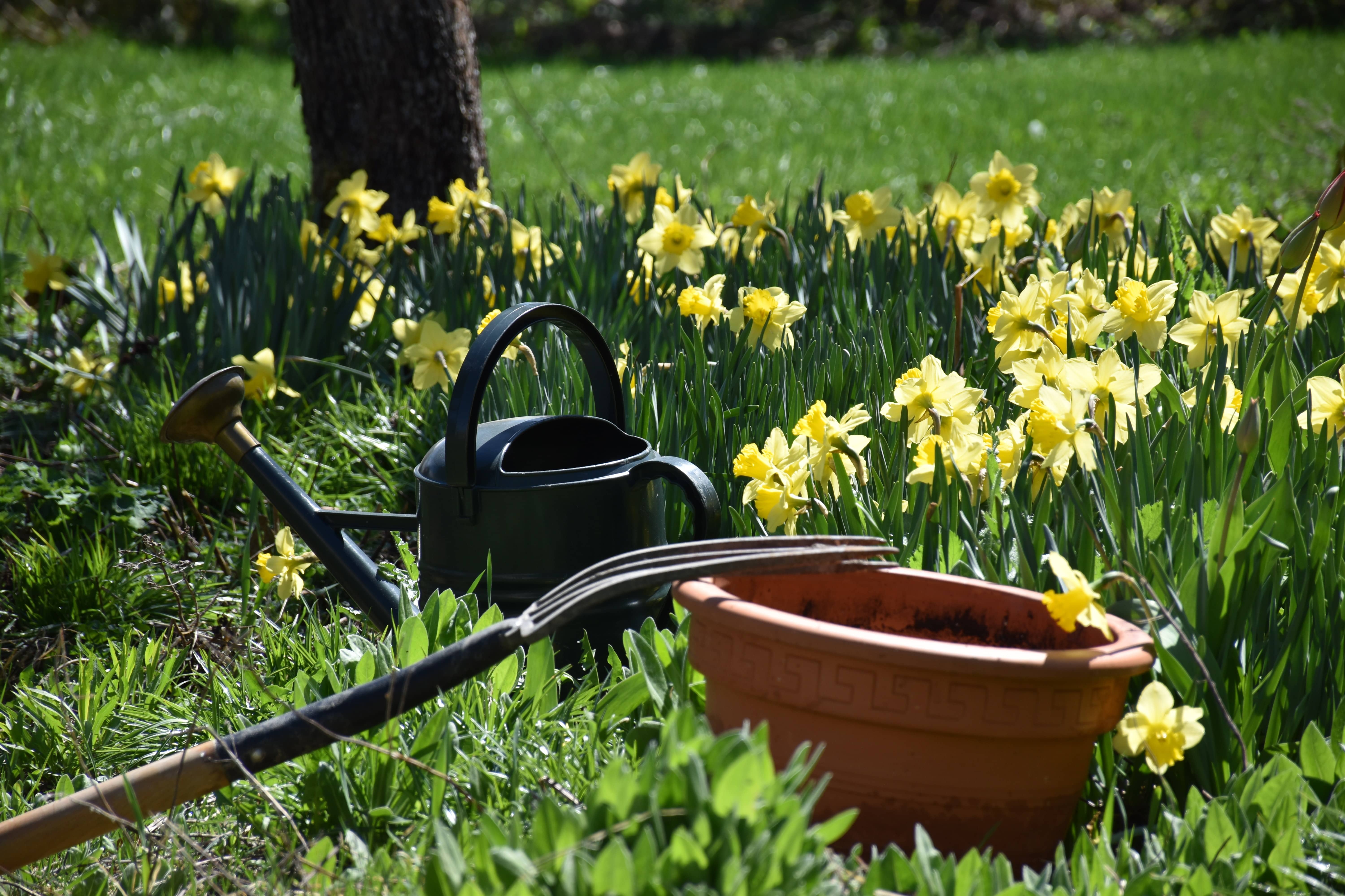 Gieter tussen de narcissen